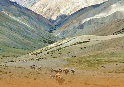 markha-valley-trek-with-home-stays markha-valley-trek-with-home-stays